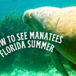 How to see manatees florida summer