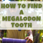 How To Find A Megalodon Tooth