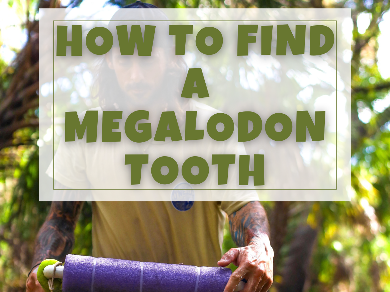 How To Find A Megalodon Tooth