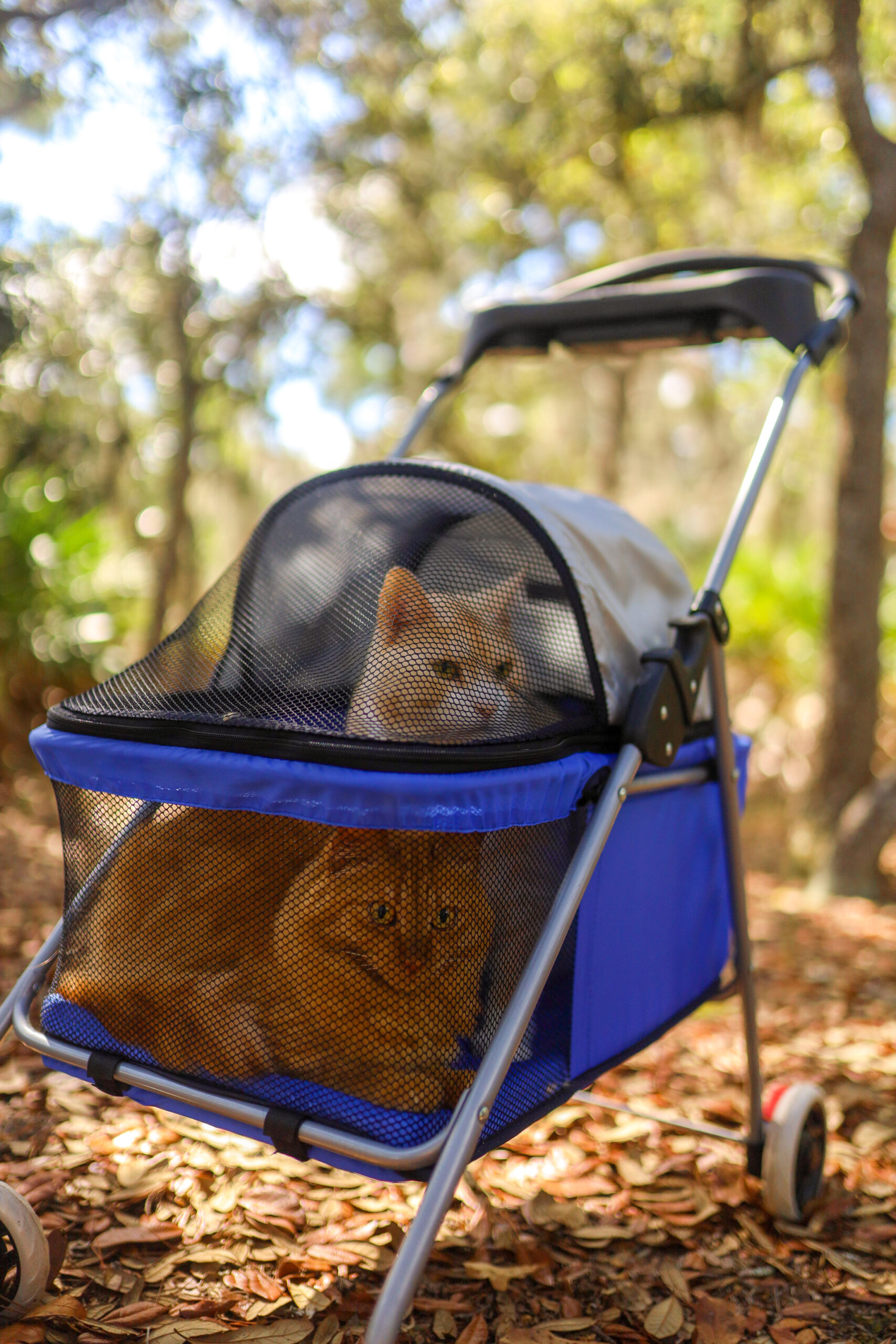 Our cats enjoying a Florida State Park