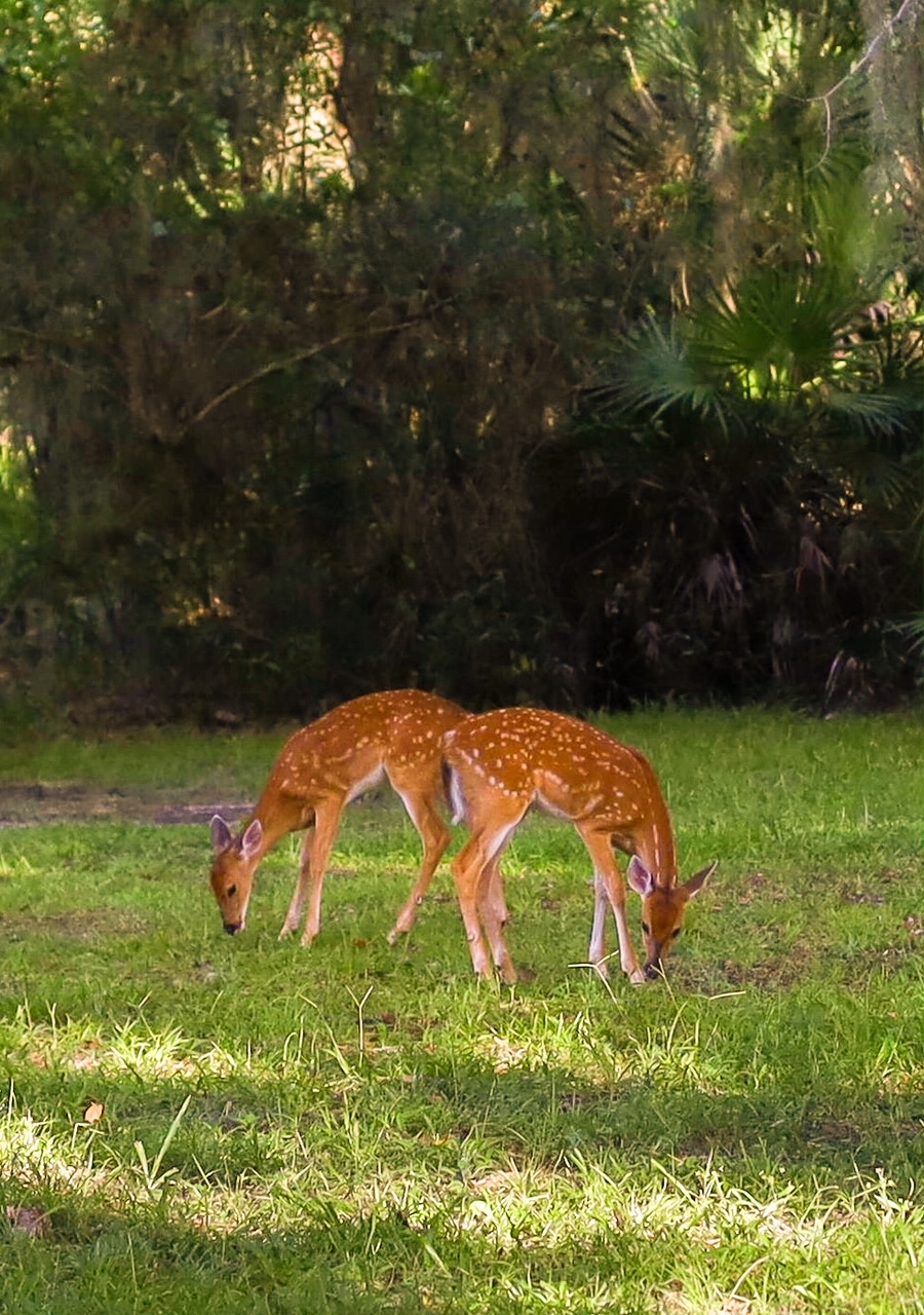 image of two fawn whitetail deer in Myakka River State Park