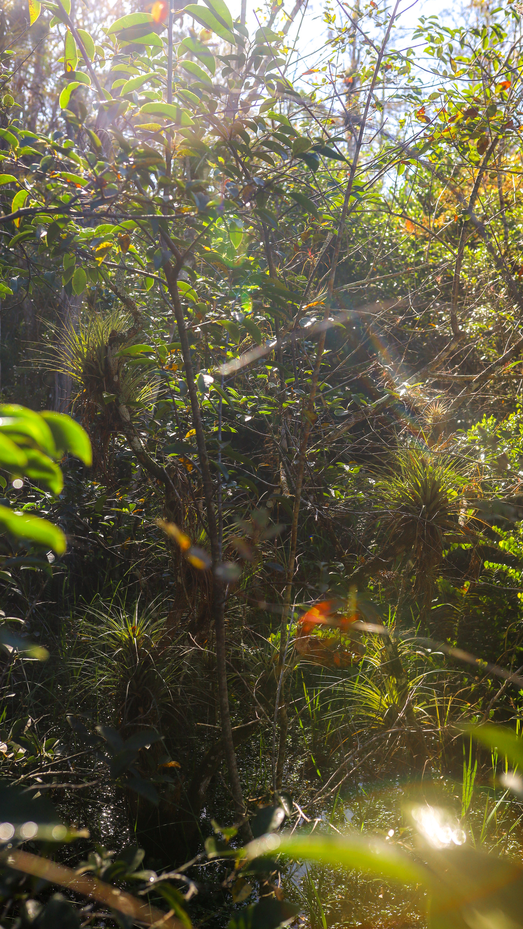 image of air plants in Fakahatchee Strand Preserve State Park