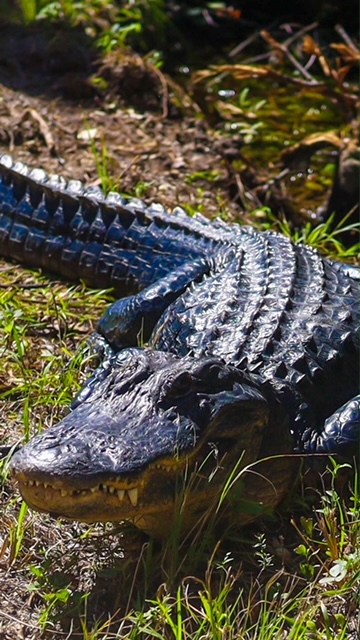 image of american alligator in Fakahatchee Strand preserve state park