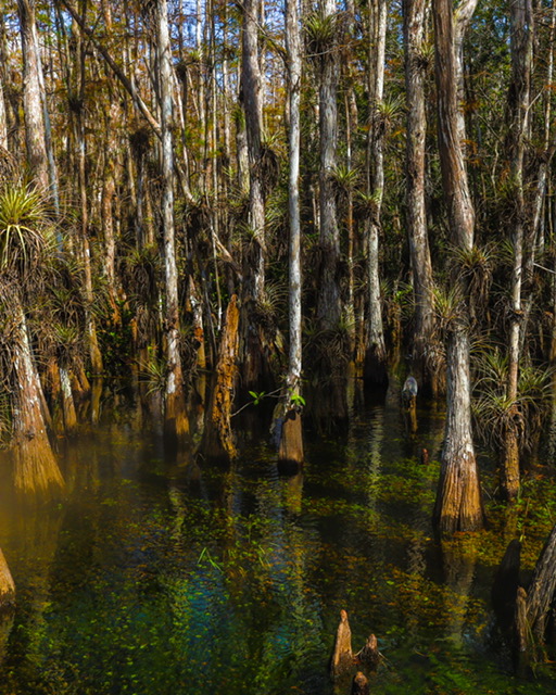 image of big cypress national preserve