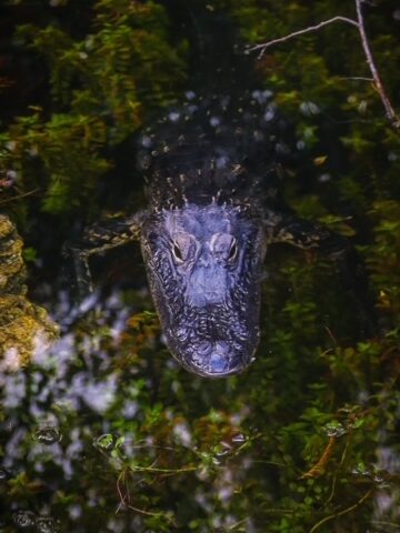 image of an American alligator in Fakahatchee Strand Preserve State Park