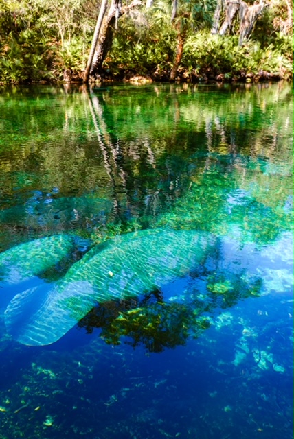 manatees at Blue Springs State Park