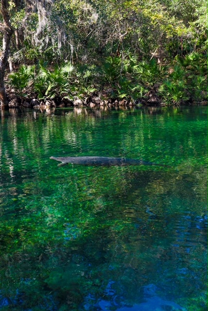 manatee at Blue Springs State Park