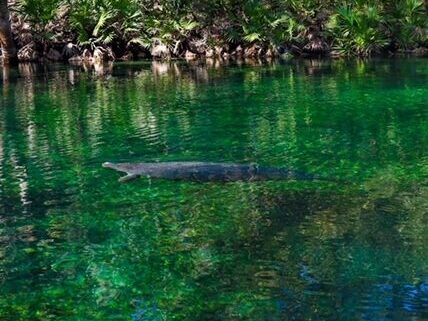 image of manatee in Blue Springs State Park