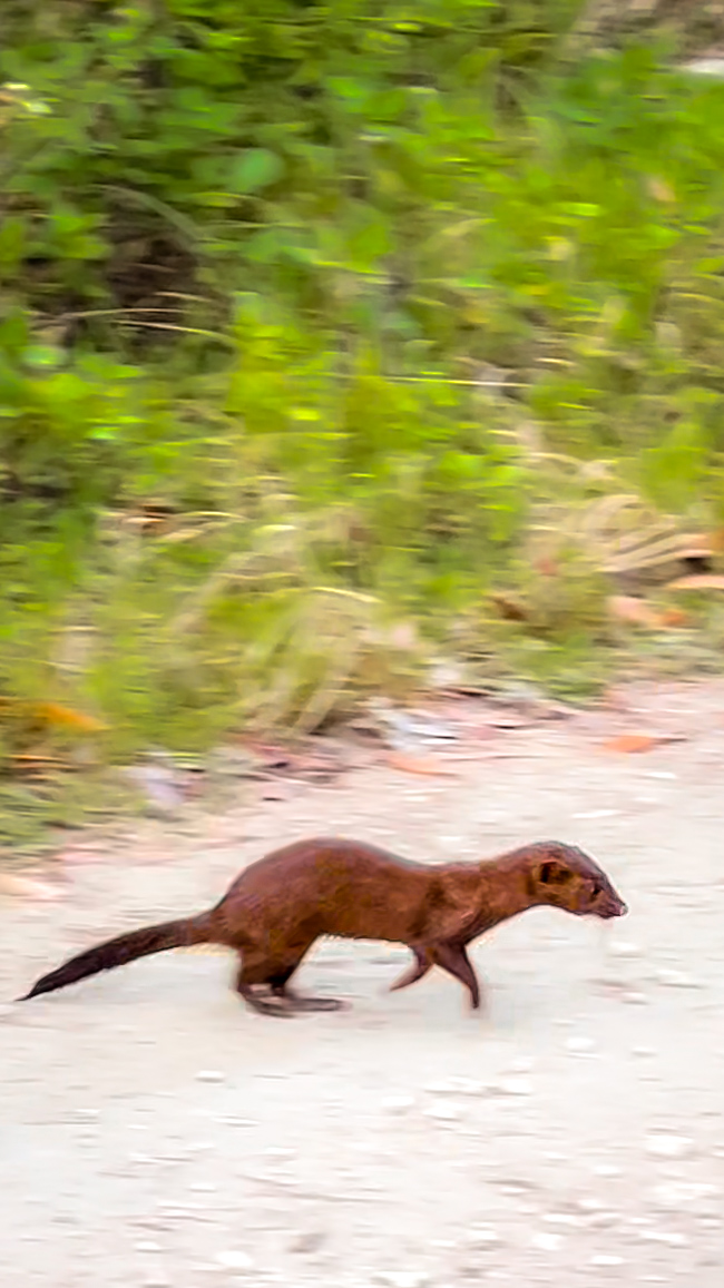 image of an Everglades mink crossing Janes Scenic Drive