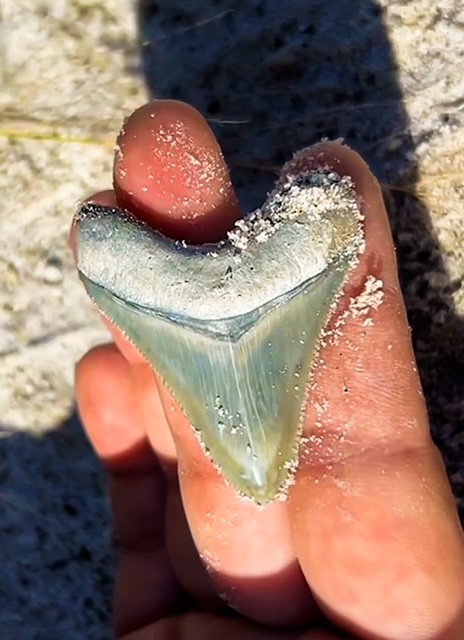 fossil megalodon shark tooth