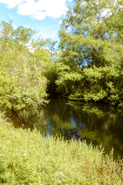 image of Jones Grade Lakes in Fakahatchee Strand Preserve State Park