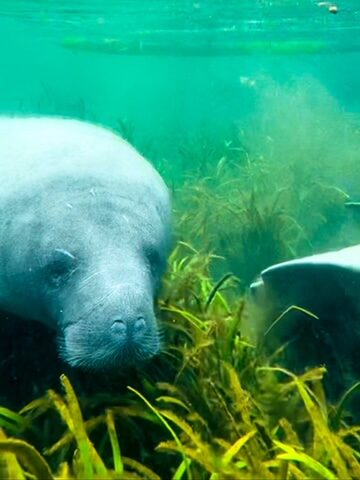 manatee in Weeki Wachee