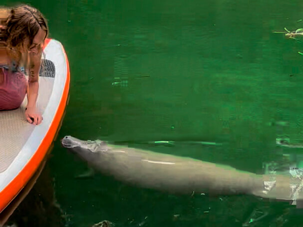 baby manatee at Silver Springs State Park