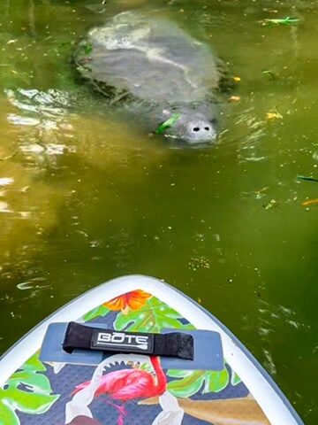 Manatee swimming up to Bote Stand Up Paddle Board