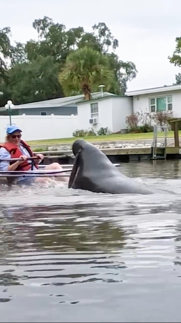 image of mating manatees featuring a male manatee launching itself on a female manatee