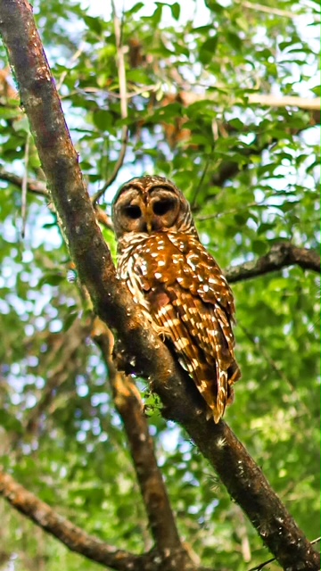 image of barred owl starring at camera in Fakahatchee Strand Preserve State Park