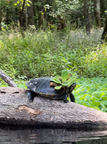 turtle at Ichetucknee Springs State Park