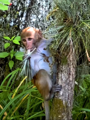 wild monkey at Silver Springs State Park