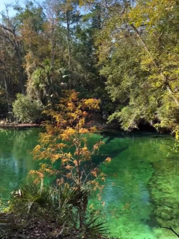 Blue Springs State Park Headspring