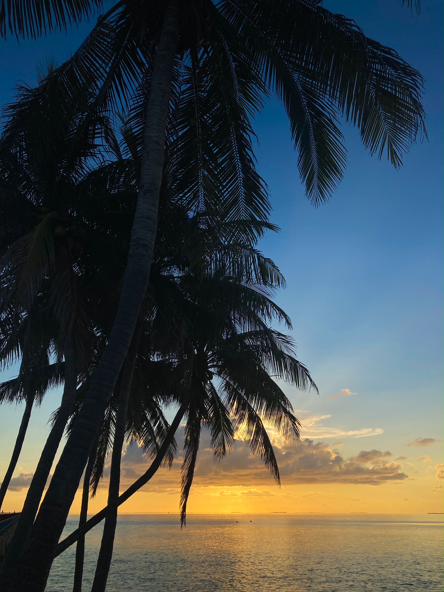 Image of Palm Trees in the Florida Keys