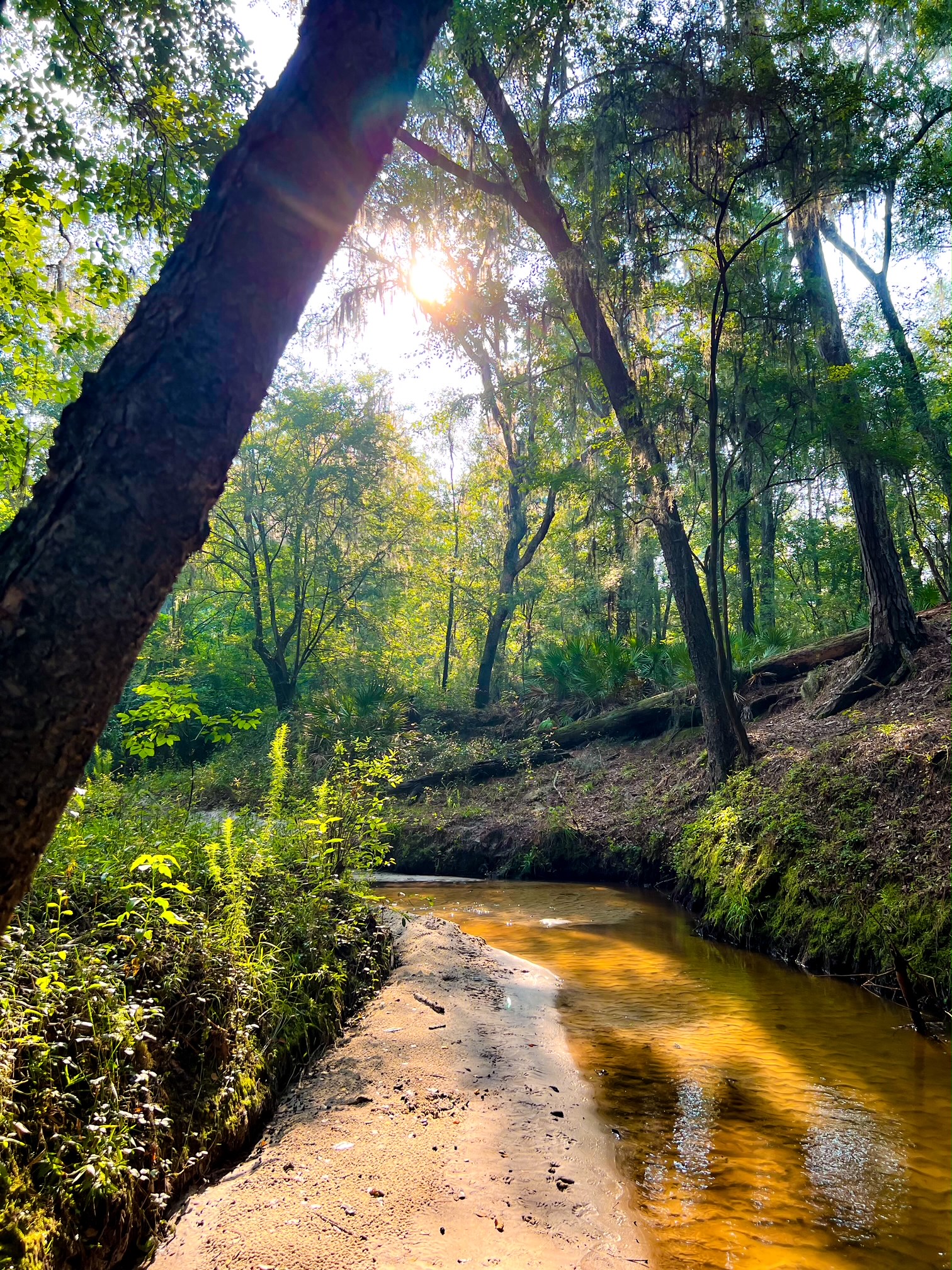 Florida Fossil creek