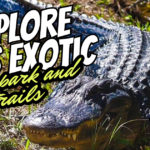 cover photo image of blog that says "explore this exotic state park and trails" with a photo of an american alligator