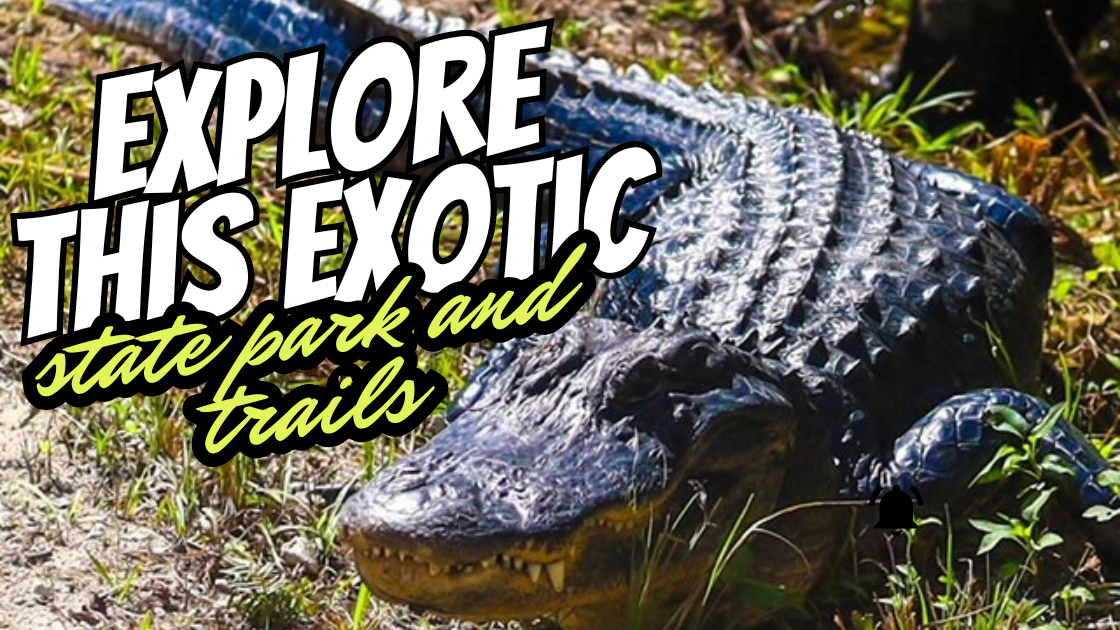 cover photo image of blog that says "explore this exotic state park and trails" with a photo of an american alligator